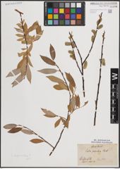 Foto von Salix daphnoides Vill.